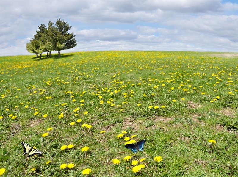 2203814-sunny-field-with-yellow-dandelion-flowers-and-trees