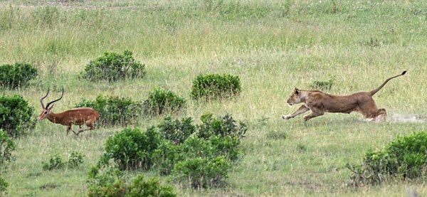 Lion-chasing-impala-BINNS-IMG_1208-copy